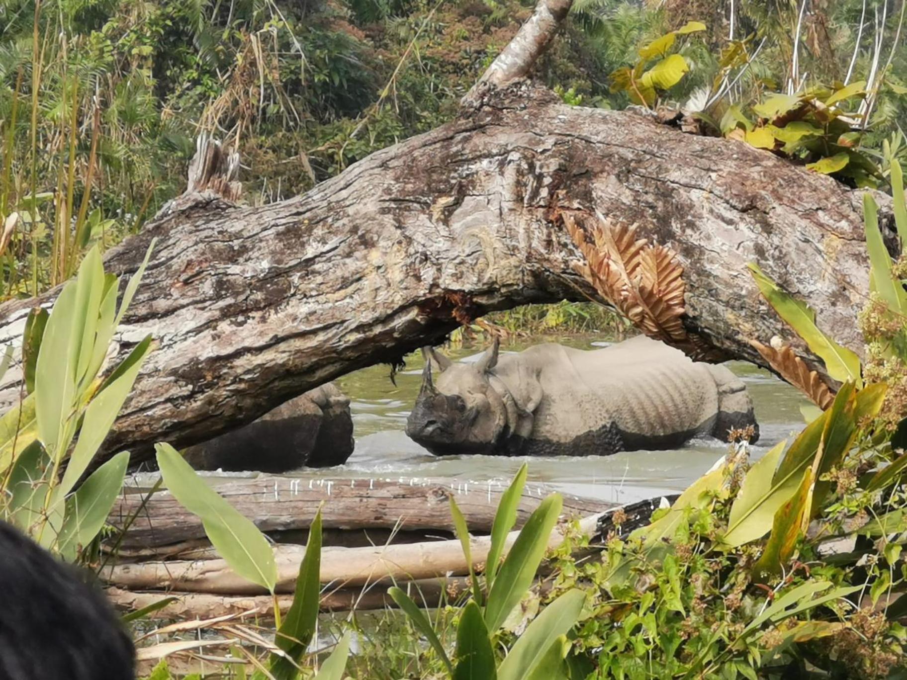 Bamby Chilling House - Feel The Nature Sauraha Exterior photo